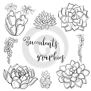 Succulents. Graphics Coloring Vector illustration