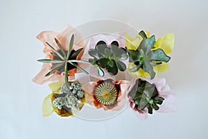 Succulents green house plants in tissue and kraft paper wrapping photo