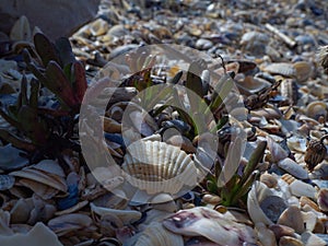 Succulents grow on the beach