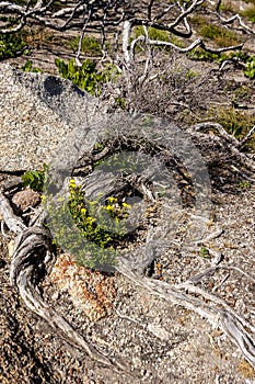 Succulents grow on scanty stony soil. Red center in the Australian desert, outback in Northern Territory, Australia