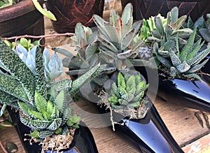 Succulents growing in blue bottle