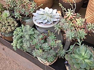 Some cute succulents in flower pot for sale photo