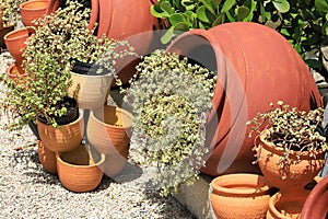 Succulents Growing in Terra Cotta