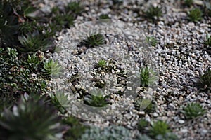 Succulents in Horticultural Grit
