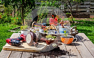 Succulents and house plants being potted in reuse cups, mugs and kitchen outside on garden bench