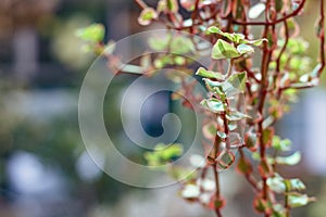 Succulents. Image of Crassula sarmentosa variegata
