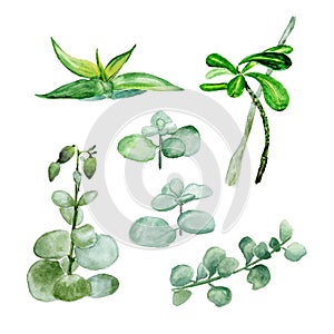 Succulents isolated on a white background. Watercolor hand drawn illustration