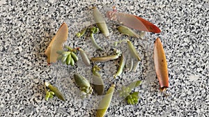 Succulents leaves propagation high angle view