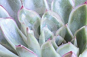 Succulents photo