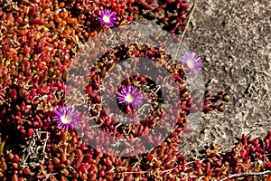 Succulents with pink flowers grow on scanty stony soil. Red center in the Australian desert, outback in Northern Territory