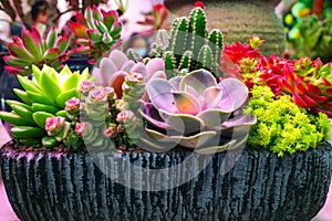 Succulents plant in flowerpot