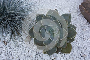 Succulents planted photo