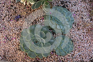 Succulents planted photo