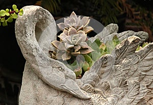 Succulents in Planter