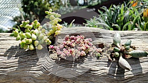 Succulents plants in wood background