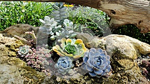 Succulents plants in wood and stones