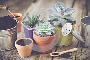 Succulents in pots, bucket with soil and watering can.