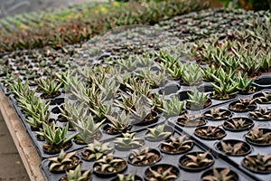 Succulents in pots in garden center green house