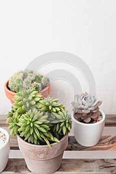 Succulents in pots. Green houseplants concept, vertical