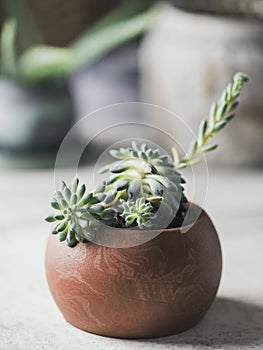 Succulents in pots. Handmade pots made of gypsum for plants.