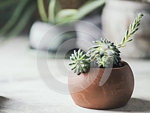 Succulents in pots. Handmade pots made of gypsum for plants.