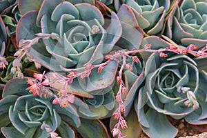 Succulents photo