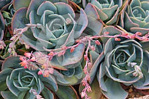 Succulents