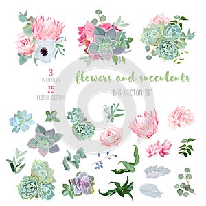 Succulents, protea, rose, anemone, echeveria, hydrangea, decorative plants big vector collection.