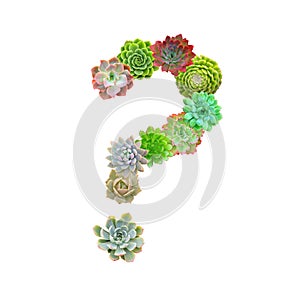 Succulents Question Mark