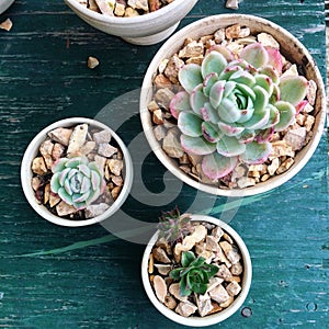Succulents and rocks in planters