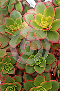 Succulents rosette - Aeonium decorum