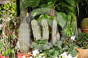 Succulents on sale at an outdoor flower market store in Rome Italy in the summer