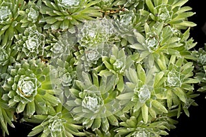 Succulents: Sempervivum arachnoideum