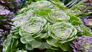 Succulents, sempervivum arachnoidium, stone roses, red and green stone rose