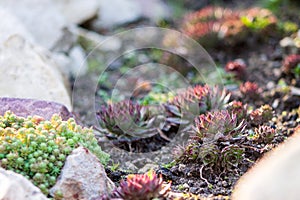 Succulente O calcolo O galline un un verde mecc bellissimo impianti suggerimenti 