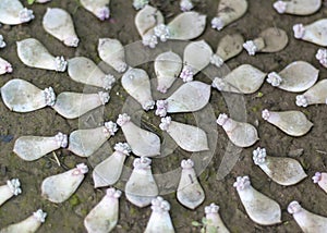 A succulents single leaf propagation