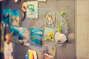 Succulents on snail shell - retro filter