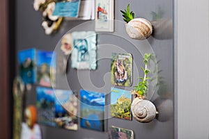 Succulents on snail shell
