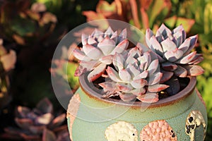 Succulents in the spring sun
