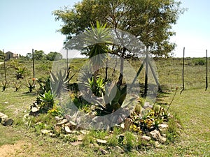 Succulents stone& x27;s fence sky tree