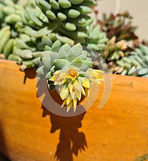 Succulents suculenta plants planta flower photo