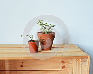 Succulents in terracotta pots on wooden box