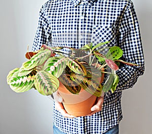 Succulents in terracotta pots on wooden boxMan holding green house plant marantha fascinator tricolor in terracotta pot