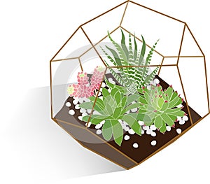 Succulents terrarium