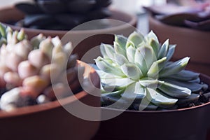 Succulents: various echeveria indoor plants in pots. Mix of beautiful succulents. Lifestyle image