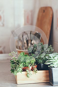 Succulents in a wooden box