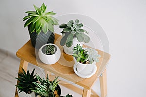 Succulents on a wooden shelf. Beautiful indoor plants in gray pots