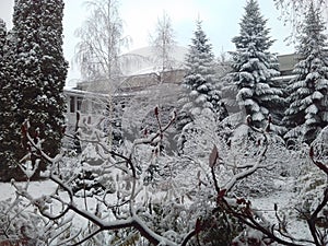 Suceava Winter photo