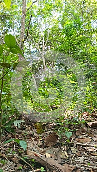 Semejante hermoso Bosque naturaleza 