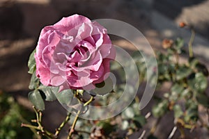 Such a beautiful tausendschon flower photo